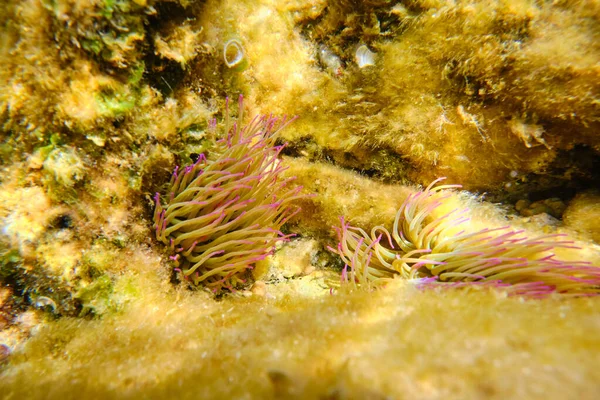 自然の夏の日に透明な水で深海のサンゴ礁にカラフルな触手を持つワイルドエイモン — ストック写真