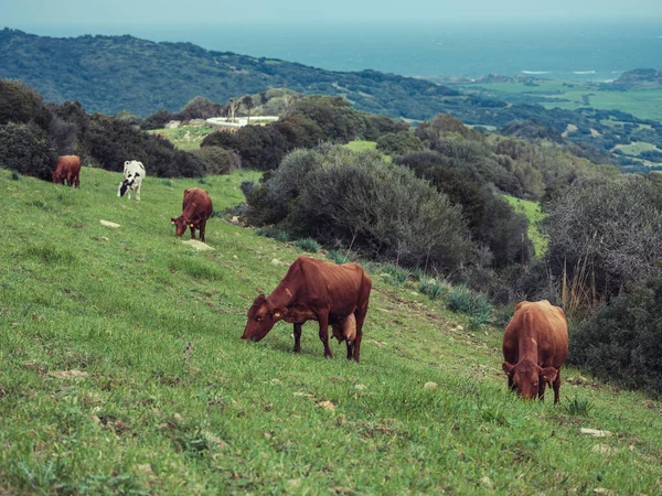 Barna Tehéncsorda Legel Zöld Füves Területen Fák Közelében Dombos Menorca — Stock Fotó
