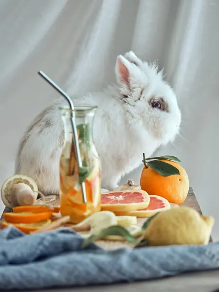 明るい部屋の白い背景に対するデトックスウォーターと柑橘類の果物とボトルでテーブルの上に座っているかわいい白ウサギ — ストック写真