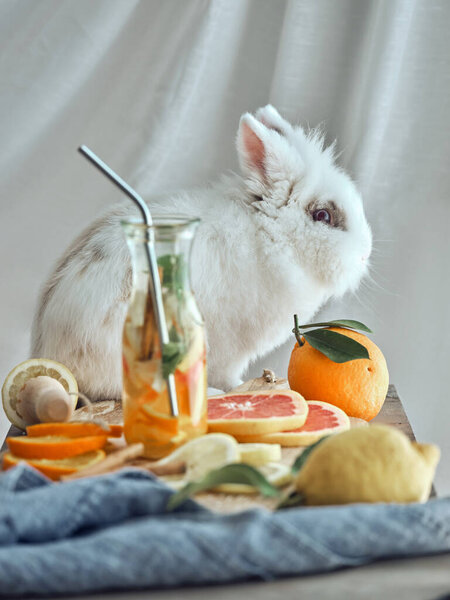 Cute white rabbit sitting on table with citrus fruits and bottle with detox water against white background in light room