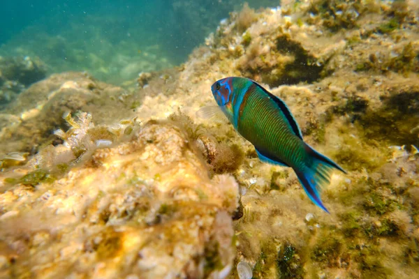 Peixe Selvagem Thalassoma Pavo Com Escamas Coloridas Nadando Mar Profundo — Fotografia de Stock