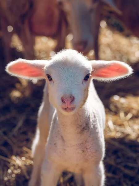 Adorable Fluffy White Little Baby Sheep Big Ears Standing Dry — Stock Photo, Image