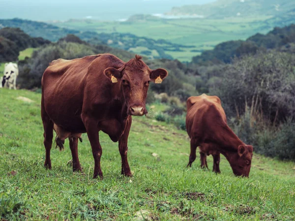 Brown Domesticated Cows Red Poll Breed Grazing Green Meadow Eating — Stock Photo, Image
