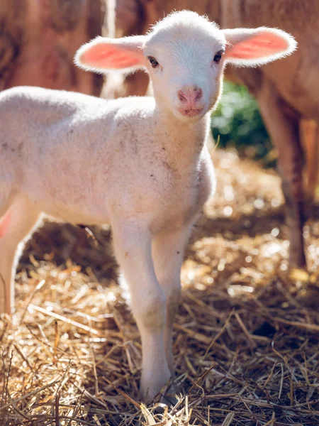 Cute White Lamb Big Ears Standing Dry Hay Farm Enclosure — Stock Photo, Image
