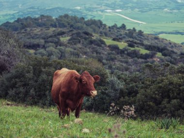 Menorca kırsalındaki yemyeşil çayırlarda otlayan yerli kahverengi inek.