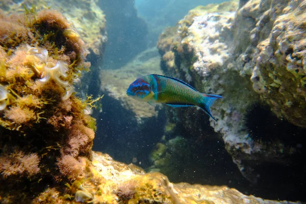 Small tropical Ornate wrasse fish in habitat swimming near coral reefs in clean sea water
