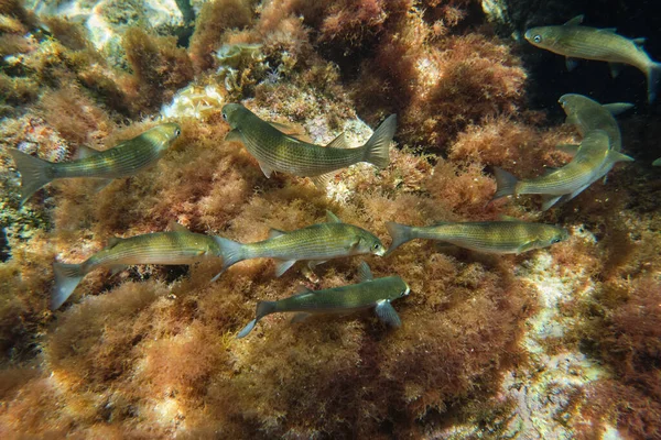 下のサンゴ礁の近くで深海で泳ぐエキゾチックなサルパ魚の学校の水中ビュー — ストック写真
