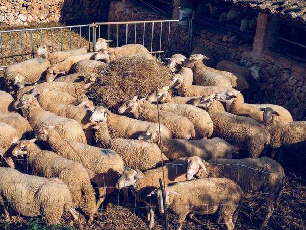 Many Sheep Standing Enclosure Fence Eating Hay Stack Sunny Farm — Stock Photo, Image