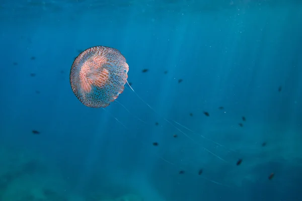 Підводний Вид Екзотичні Медузи Плавають Глибоко Океані Розмитому Тлі Школи — стокове фото