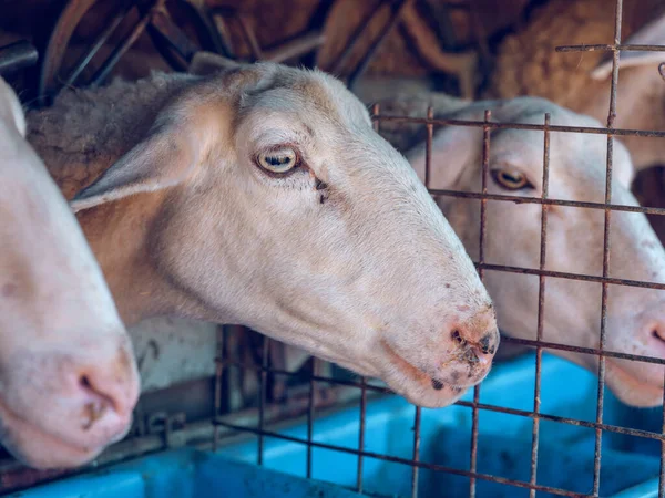 Muzzles Domestic Sheep Feeding Metal Barrier While Standing Farm Paddock — Stock Photo, Image
