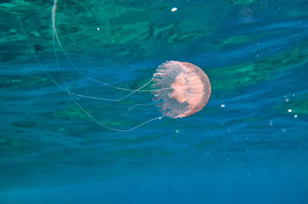 Underwater View Purple Jellyfish Swimming Blue Ocean Natural Habitat While — Stock Photo, Image