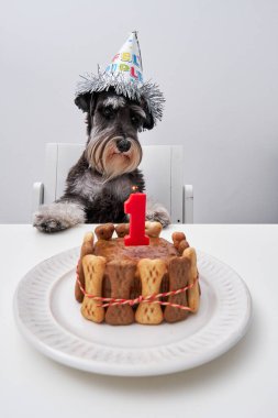 İtaatkar yumuşacık tuz ve biberli köpek yanan mum kekinin yanındaki kameraya bakar ve tabakta ikram eder.