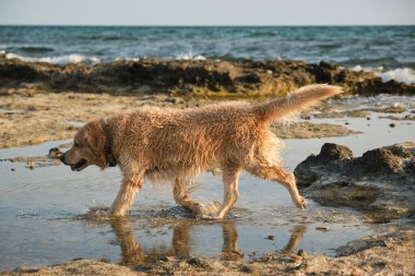 Yakalı Golden Retriever köpeğinin uçsuz bucaksız mavi denizin kıyısındaki su birikintisinde yürümesi.