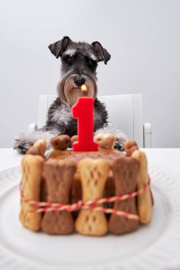Beyaz tabağa yanan kırmızı mum konulmuş doğum günü pastasına yakın çekim yaparken sevimli pofuduk köpek sandalyeye oturmuş kameraya bakıyor.