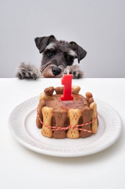 Sevimli pofuduk minyatür Schnauzer köpeği masaya oturmuş kameraya bakıyor ve beyaz tabakta doğum günü pastasını bekliyor.