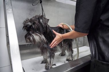 Profesyonel tımar salonunda çalışırken, metal banyoda banyo yapan minyatür Schnauzer üniformalı tanınmaz halde.