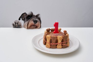 Şirin pofuduk minyatür Schnauzer evcil köpeği. Pençesi masanın üstünde duruyor ve pastalı beyaz tabağa ve kırmızı doğum günü mumuna bakıyor.
