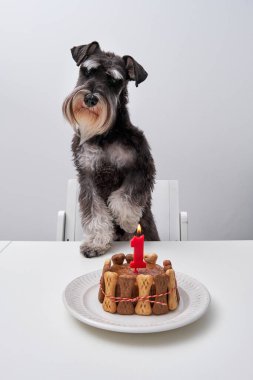 Yumuşak, tapılası minyatür Schnauzer köpek yavrusu kameraya bakarken ve yanan mumu üflemeye hazırlanırken pençelerini masaya dayamış beyaz sandalyede duruyor.