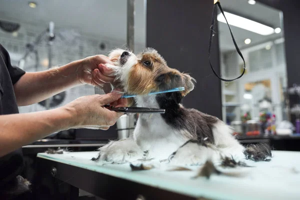 Pessoa Colheita Dando Corte Cabelo Para Obediente Yorkshire Terrier Com — Fotografia de Stock