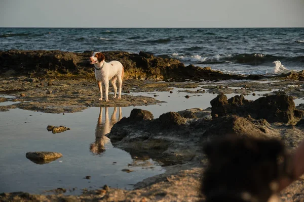 Kıyıdaki Birikintisinin Yanında Duran Tüylü Köpek Dalgalanan Mavi Deniz Dalgalarıyla — Stok fotoğraf