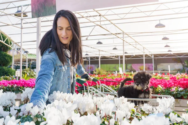 Vrouwelijke Klant Met Kleine Hond Winkelwagentje Tussen Kleurrijke Potten Bloeiende — Stockfoto