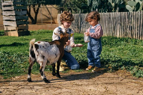 Full Body Adorable Little Brothers Denim Overalls Feeding Cute Goat — Stock Photo, Image