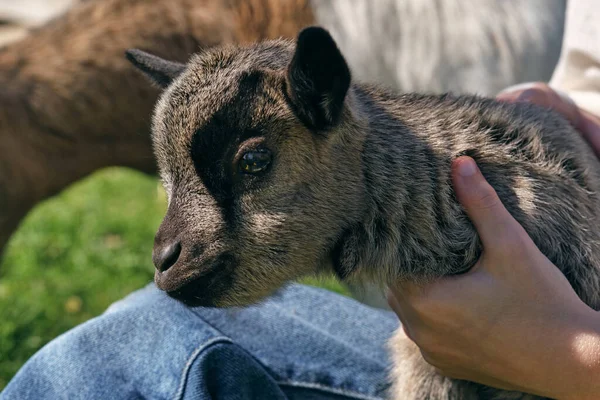 Crop Anonymous Person Stroking Cute Little American Pygmy Goat Sitting — Stock Photo, Image