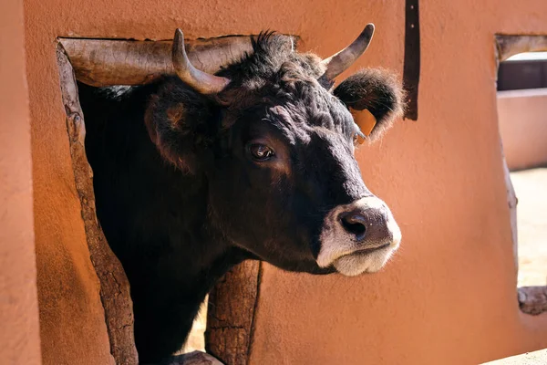 Gehoorzame Bruine Stier Met Horens Kijkend Door Een Gat Van — Stockfoto