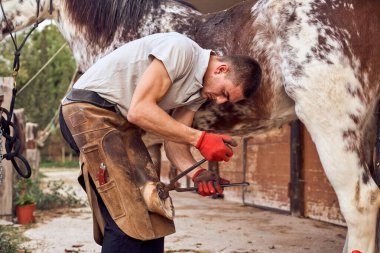 Farrier ahırda at nalı değiştiriyor.