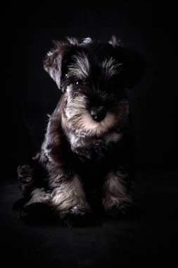 Siyah arka planda oturan ve kameraya bakan sevimli tüylü siyah minyatür Schnauzer köpeğinin tüm vücudu.