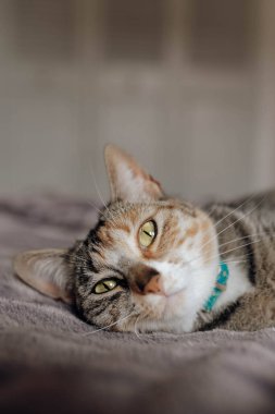 Evdeki rahat yatakta yumuşak bir battaniyeye uzanmış tatlı kedi