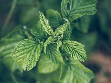 Yazın güneşli bir günde bahçede yetişen taze yeşil aromatik nane yaprakları.