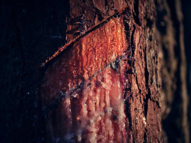 Kalın gövde gövdesindeki kesiklerle ve yaz günü ormanda yetişen reçine damlalarıyla ağaçların yakınına.