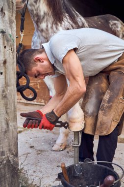 Farrier ahırda at nalı değiştiriyor.