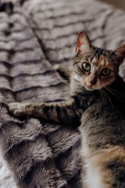 Evdeki rahat yatakta yumuşak bir battaniyeye uzanmış tatlı kedi