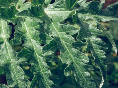 Taze Solanum aculeastrum 'un yukarısından. Güneşli bir günde ormanda yapraklar yetişiyor.