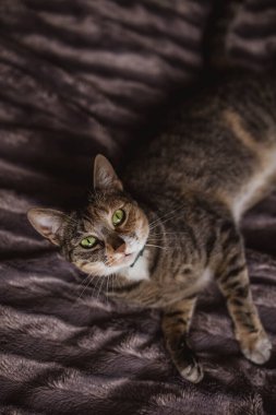 Evdeki rahat yatakta yumuşak bir battaniyeye uzanmış tatlı kedi