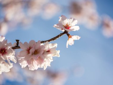 Narin yaprakları olan minik çiçekler bulanık arka planda, baharda mavi gökyüzünün altında, ince bir ağacın dalında çiçek açıyor.