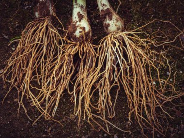 Kirli soğan soğanlarının uzun kökleri koyu toprağa yerleştirilmiş üst görüntüsü