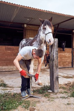 Farrier ahırda at nalı değiştiriyor.