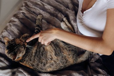 Tatlı genç bayan rahat bir yatakta uzanıyor ve evdeki sevimli kediyi okşuyor.