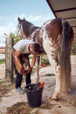 Farrier ahırda at nalı değiştiriyor.