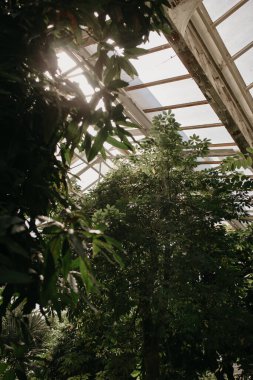 Güneşli bir günde seranın cam çatısı altında büyüyen yeşil yapraklı ağaçlar.