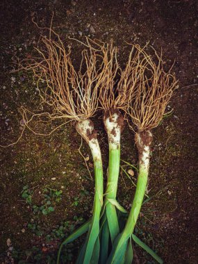Kene saplı taze soğan ve yere yerleştirilmiş uzun kökler.