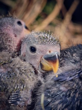 Yukarıdan, gri tüylü ve açık mavi tüylü muhabbet kuşları ağaç dalında oturuyor.