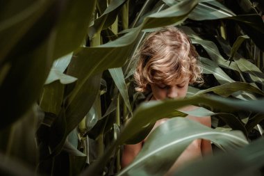 Sarışın, çıplak gövdeli çocuk tarlada yemyeşil mısır yapraklarının arasında dikilip üzgün üzgün bakıyor.