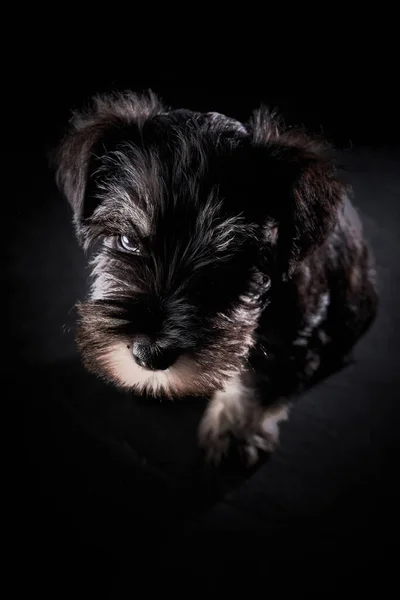 Siyah Yüzeye Oturmuş Kameraya Bakan Şirin Siyah Minyatür Schnauzer Köpeğinden — Stok fotoğraf