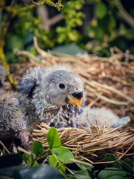 家庭でかわいい灰色の愛らしい野鳥はぼやけた背景に対して緑の植物に囲まれた他の新生児のひよこと巣に座っています — ストック写真