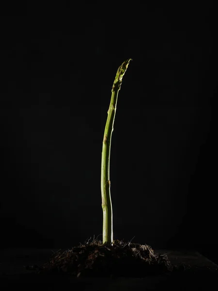 収穫期の暗いスタジオで黒を背景に土壌中で成長する健康な生の緑のアスパラガス植物の厚い予備 — ストック写真
