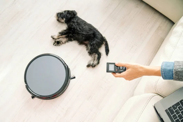 Uyuyan Minyatür Schnauzer köpeğinin yanına yerleştirilmiş robotik elektrik süpürgesini değiştirirken uzaktan kumanda kullanan tanınmayan kişinin üstünden